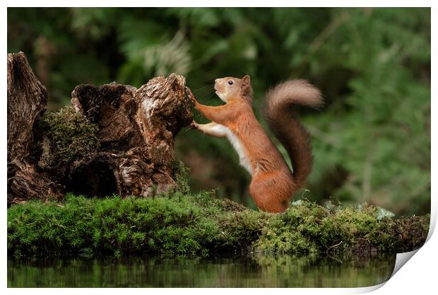 red squirrel Print by Alan Tunnicliffe