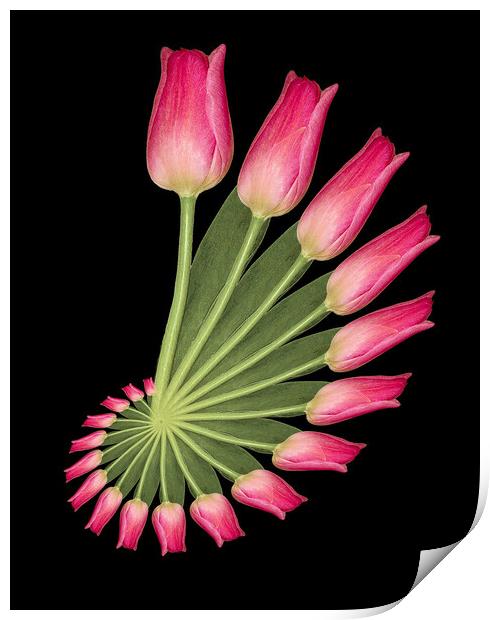 tulip abstract Print by Alan Tunnicliffe