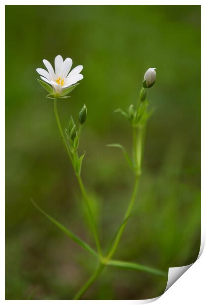 greater starwort Print by Alan Tunnicliffe