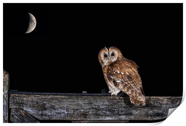 Tawny owl at night Print by Alan Tunnicliffe