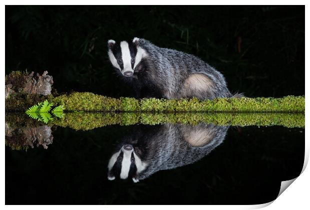 European badger Print by Alan Tunnicliffe