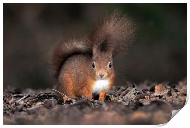 red squirrel from ground level  Print by Alan Tunnicliffe