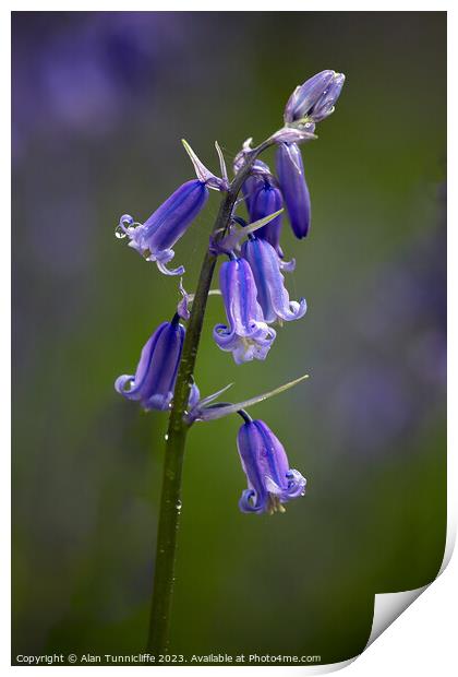 Bluebell Print by Alan Tunnicliffe
