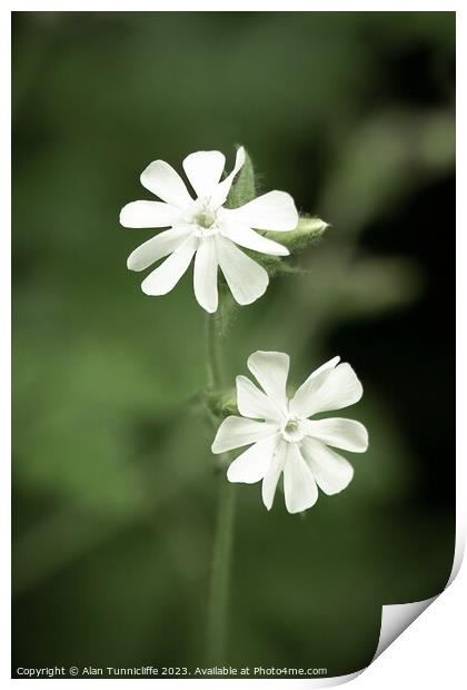 A close up of a white campion Print by Alan Tunnicliffe