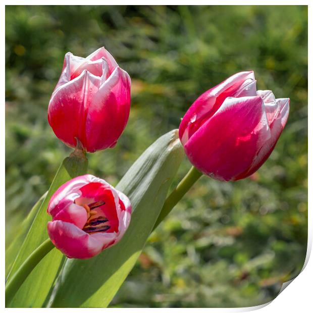 tulips Print by Alan Tunnicliffe