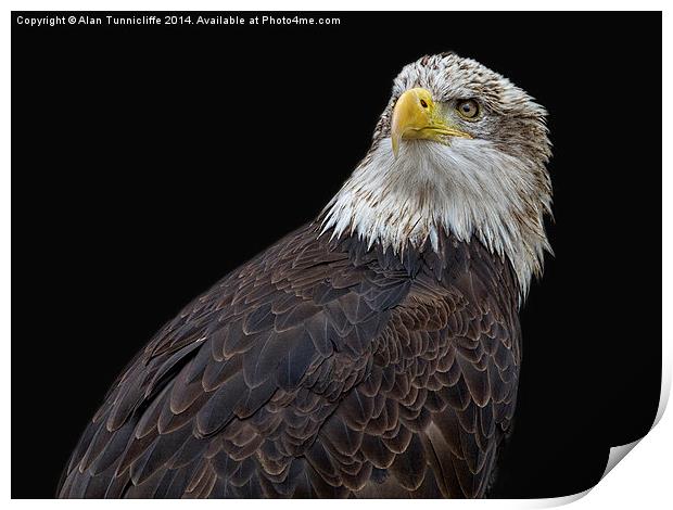 Majestic American bald eagle Print by Alan Tunnicliffe