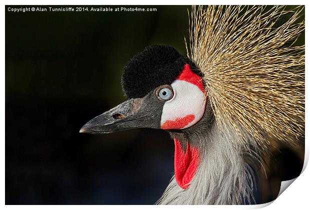 Majestic grey crowned crane Print by Alan Tunnicliffe