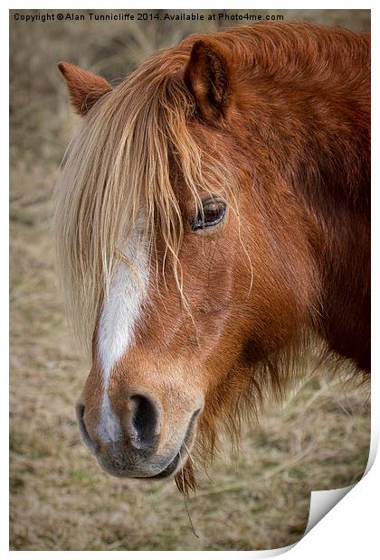 Majestic wild pony on llanddwyn island Print by Alan Tunnicliffe