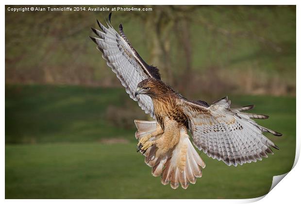 Majestic redhtailed hawk flying Print by Alan Tunnicliffe