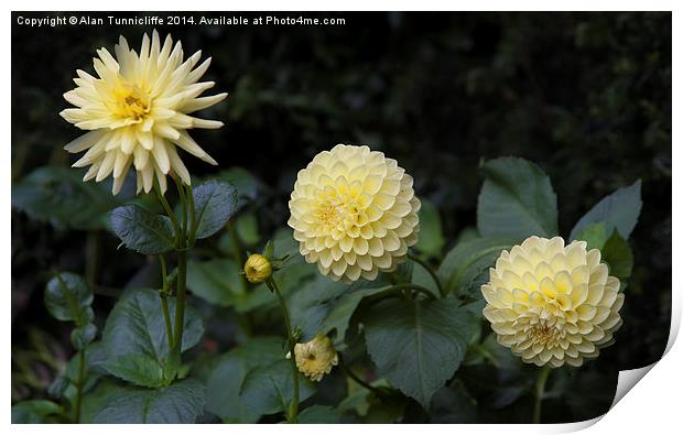  Dahlias in a row Print by Alan Tunnicliffe