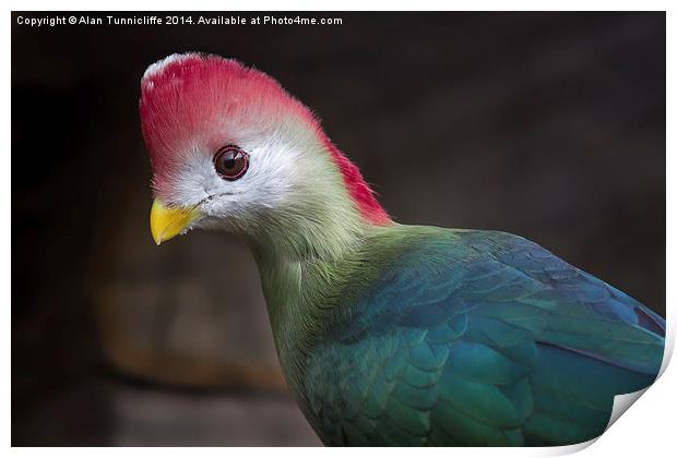  Red-crested turaco Print by Alan Tunnicliffe