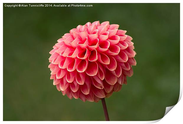  Dahlia in Bloom Print by Alan Tunnicliffe