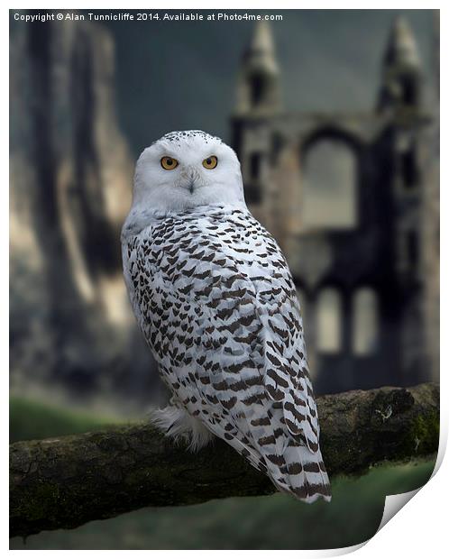  Snowy Owl Print by Alan Tunnicliffe