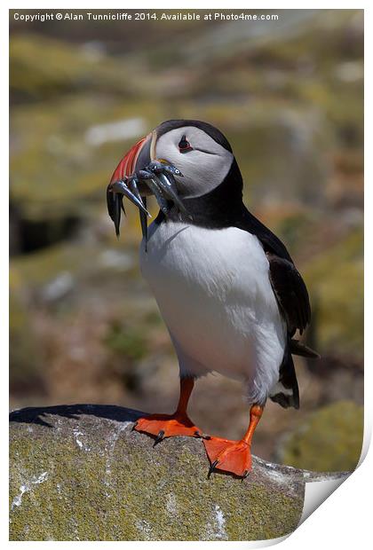  Puffin with Sandeels Print by Alan Tunnicliffe