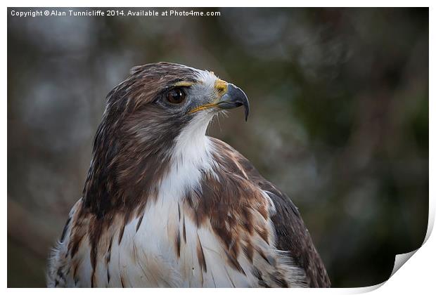  Red tailed hawk Print by Alan Tunnicliffe