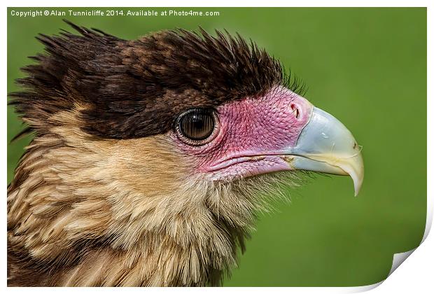  Crested Cara Cara Print by Alan Tunnicliffe