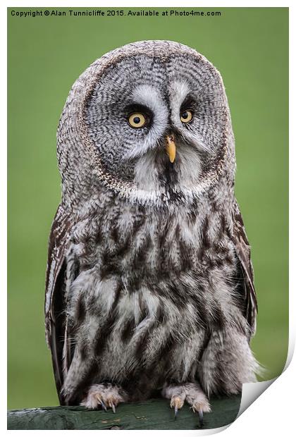  Great Grey Owl Print by Alan Tunnicliffe