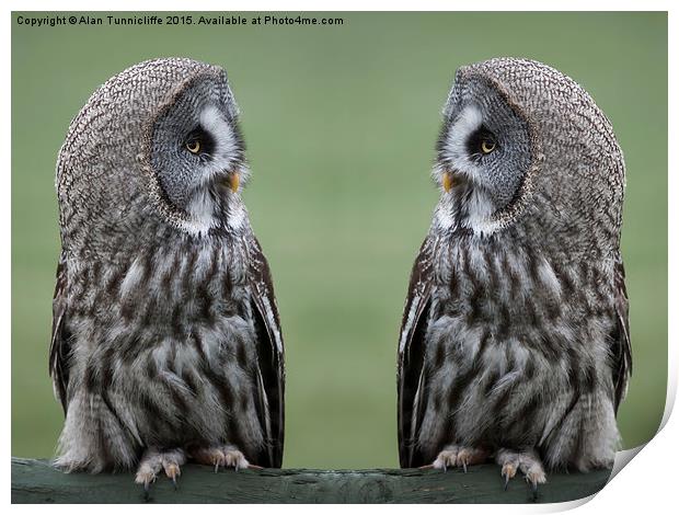  Great Grey or Gray Owls Print by Alan Tunnicliffe