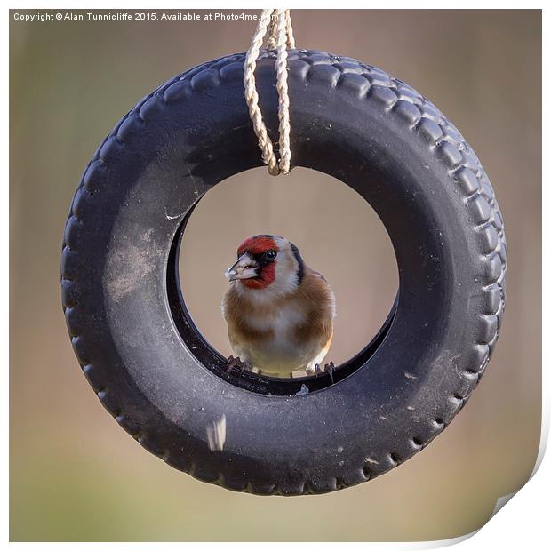  Goldfinch in Tyre Print by Alan Tunnicliffe