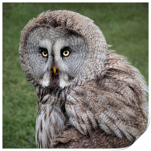Majestic Great Grey Owl Staring into the Wild Print by Alan Tunnicliffe