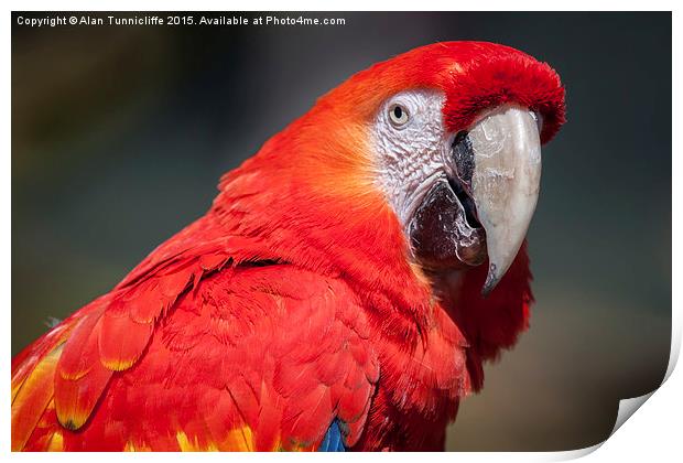  Scarlet Macaw Print by Alan Tunnicliffe