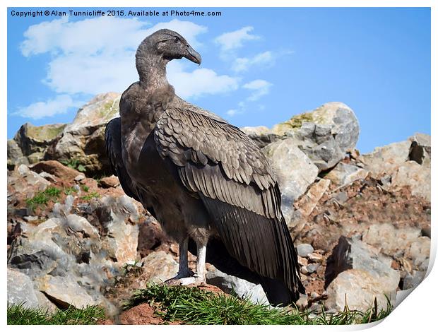  juvenile andean condor Print by Alan Tunnicliffe