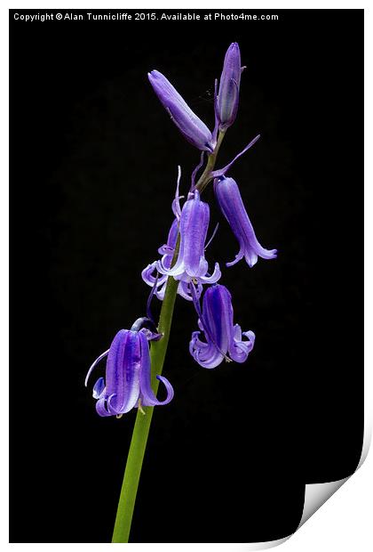  Bluebells Print by Alan Tunnicliffe