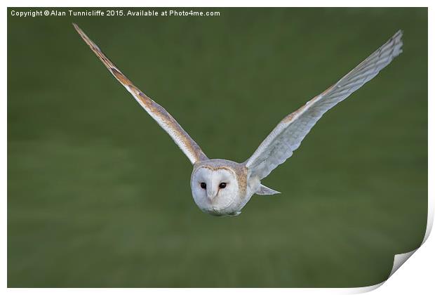  Barn owl in flight Print by Alan Tunnicliffe