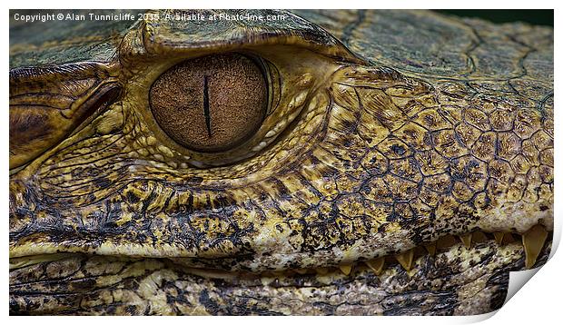  Caiman Alligator Print by Alan Tunnicliffe