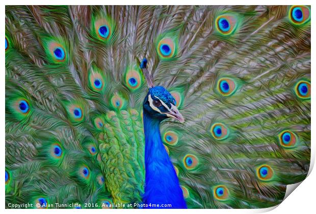 Indian Peafowl peacock Print by Alan Tunnicliffe