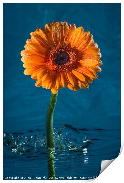 Water daisy Print by Alan Tunnicliffe