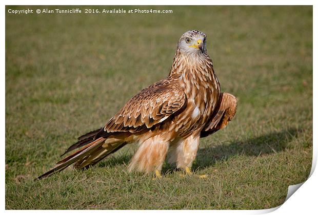 Red Kite Print by Alan Tunnicliffe