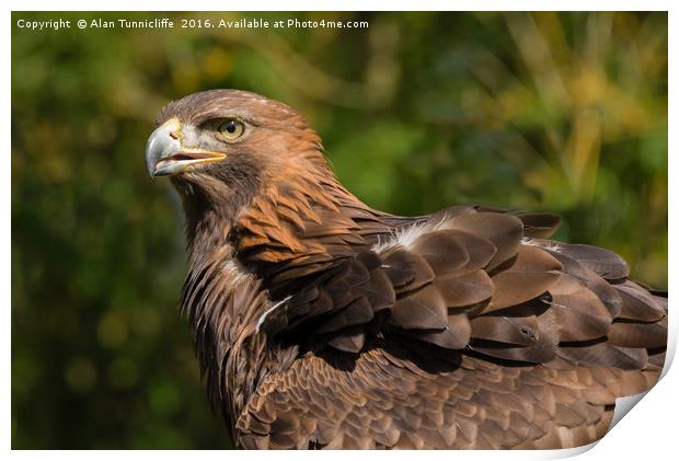 Golden eagle Print by Alan Tunnicliffe