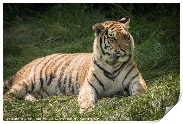 Tiger Print by Alan Tunnicliffe