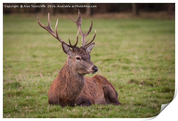 Red deer stag Print by Alan Tunnicliffe