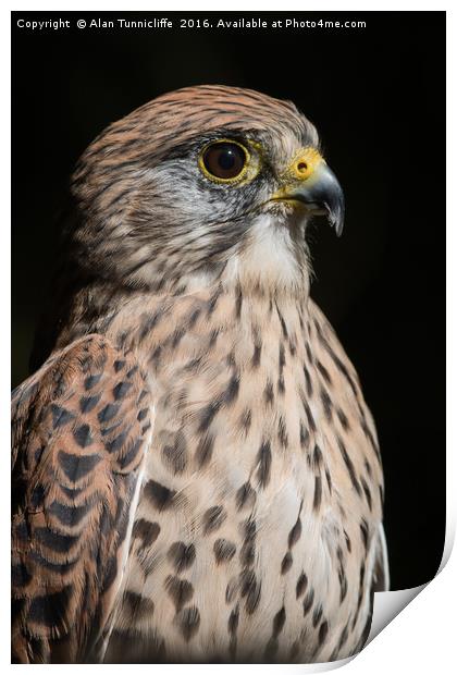 Kestrel Print by Alan Tunnicliffe