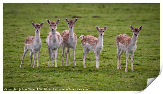 Young fallow deer does Print by Alan Tunnicliffe