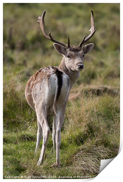 Fallow deer stag Print by Alan Tunnicliffe
