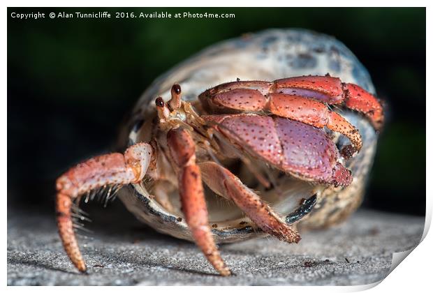 Hermit crab Print by Alan Tunnicliffe
