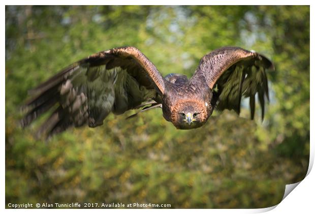 Golden eagle Print by Alan Tunnicliffe