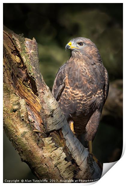 Common buzzard Print by Alan Tunnicliffe