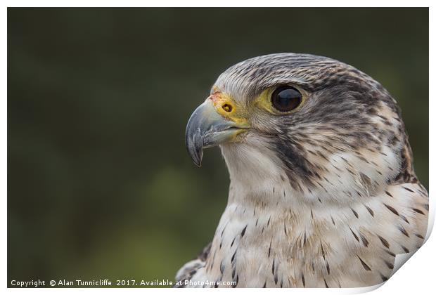 Falcon Print by Alan Tunnicliffe