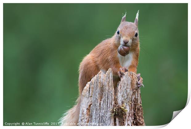 Red squirrel Print by Alan Tunnicliffe