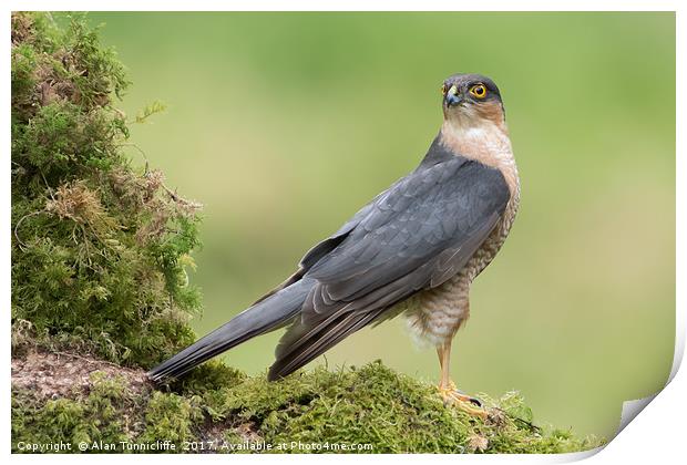 Sparrowhawk Print by Alan Tunnicliffe