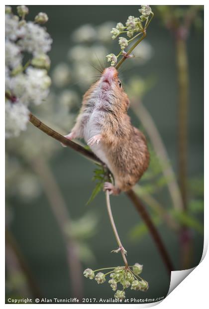 Harvest mouse Print by Alan Tunnicliffe