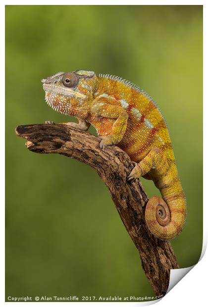 Panther chameleon Print by Alan Tunnicliffe