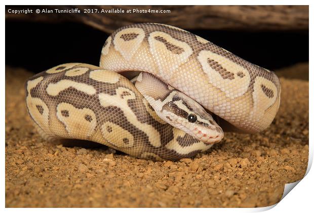 Royal python morph Print by Alan Tunnicliffe