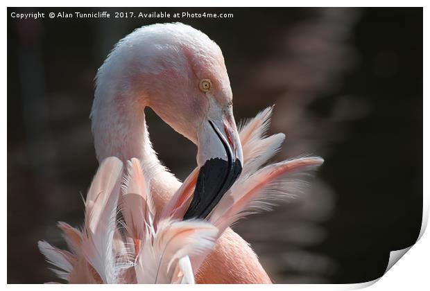 Chilean flamingo Print by Alan Tunnicliffe