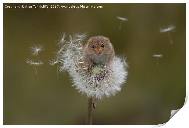  Eurasian harvest mouse (Micromys minutus) Print by Alan Tunnicliffe
