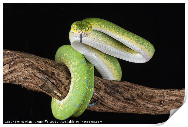 Green tree python Print by Alan Tunnicliffe